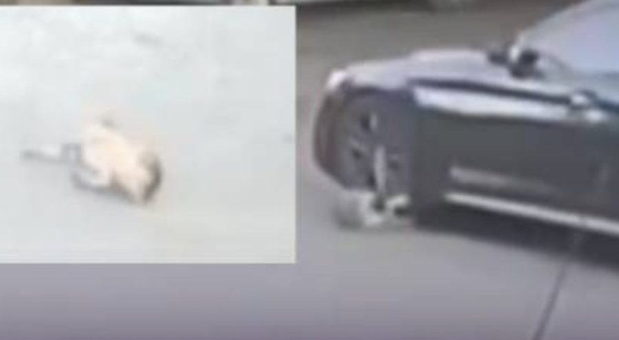 Cani sürücü köpeği ezip kaçtı!