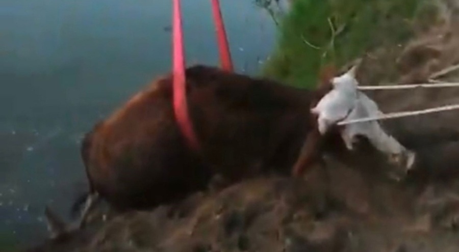 Bartın'da inek kurtarma operasyonu