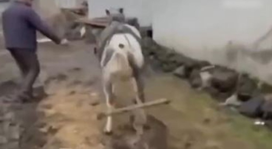 Ata eziyet eden iki kişiye para cezası