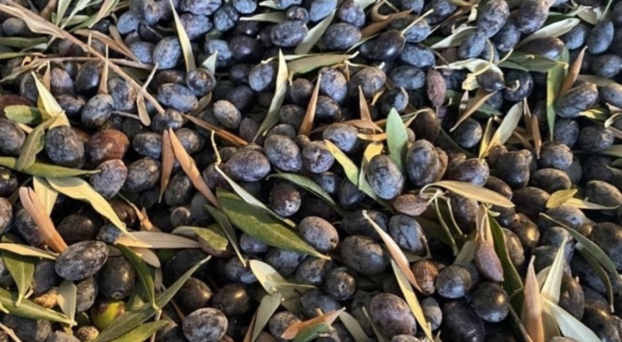 Aşırı yağışlar zeytini vurdu