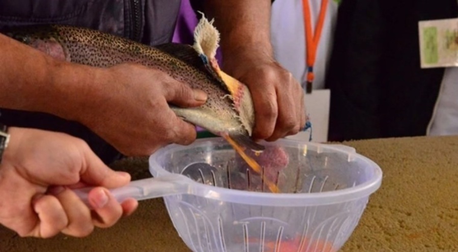 Denizi olmayan Kayseri'de somon hasadı