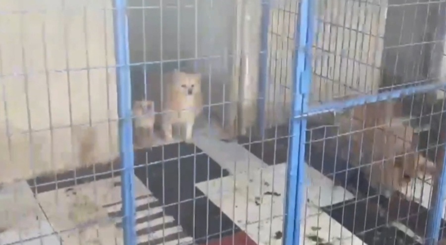 Balıkesir'de izinsiz cins hayvan yetiştiren şüpheli yakalandı