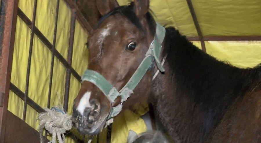 Gecekonduda at kesenlere baskın!