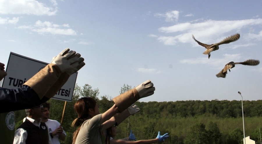 Tedavisi tamamlanan yaban hayvanları doğaya salındı