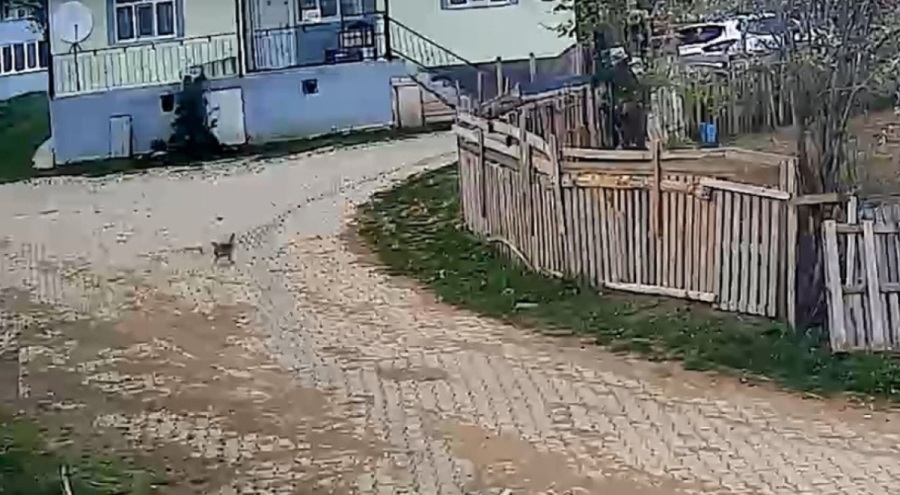 Tokat'ta depremi önceden hisseden tavuğun kaçıp saklandığı anlar sosyal medyada gündem oldu