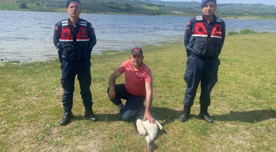 Bursa Mudanya'da yaralı bulunan leylek tedaviye alındı