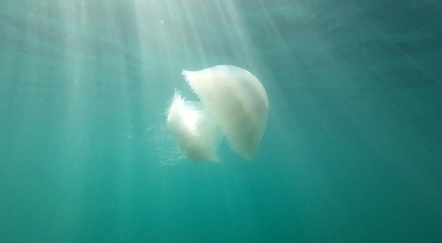 Antalya Körfezi'nde denizanası göçü tamamlandı