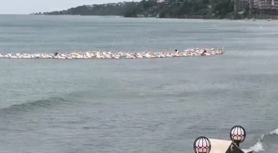 Tekirdağ'da yüzlerce pelikan görsel şölen oluşturdu