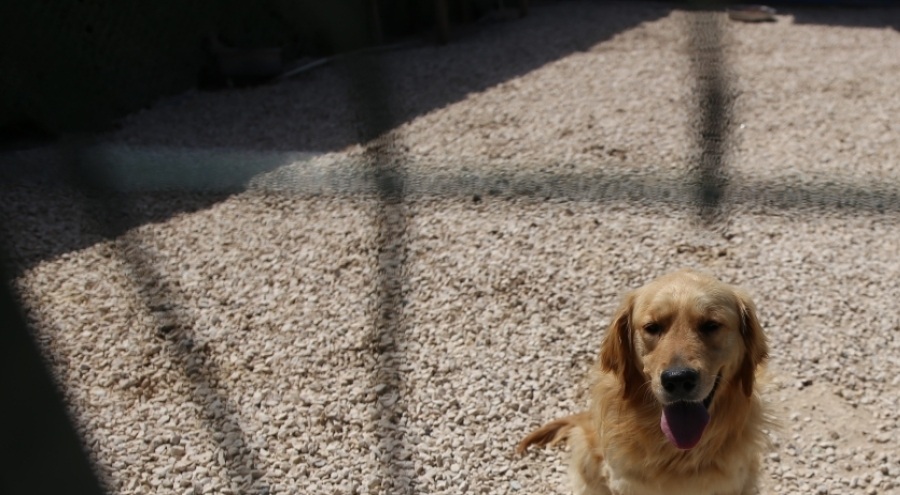Bursa'da hevesle alınıp bakımı zor gelince terk edilen cins köpekler yuva arıyor