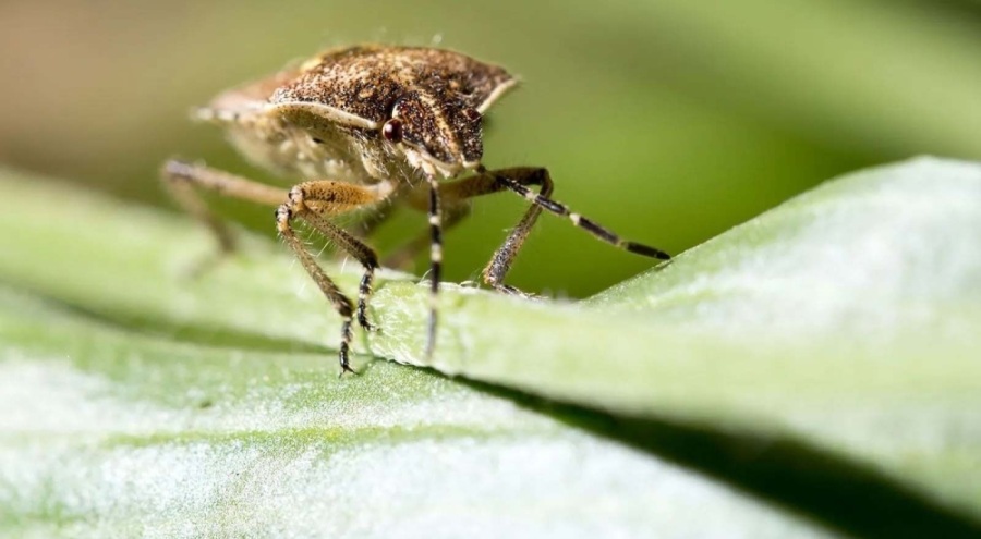 Türkiye'nin kabusu! Gördüğünüz yerde öldürün