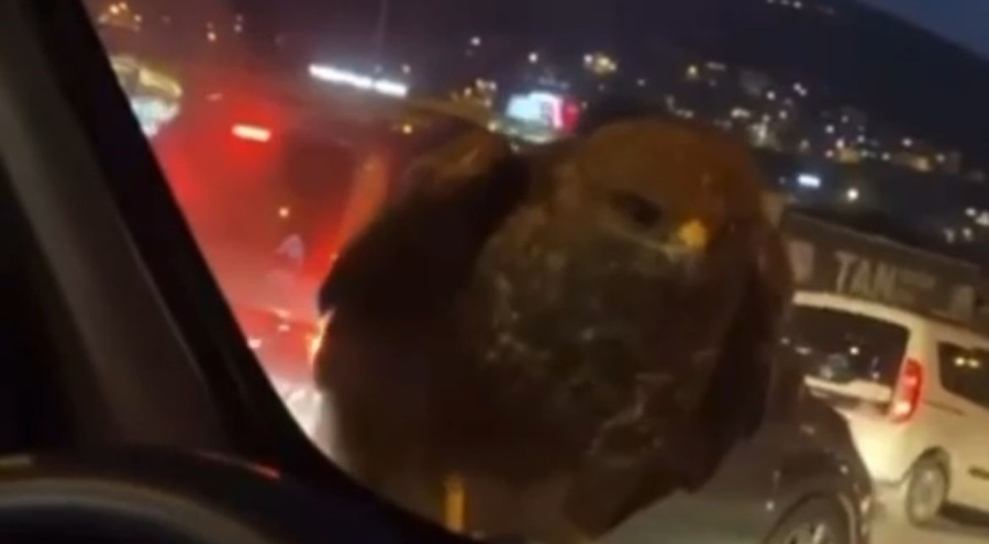 Bursa'da ilginç olay! Seyir halindeki otomobile şahin kondu