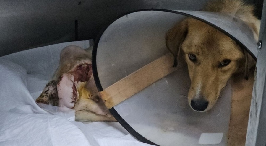 Hamile köpek pompalı tüfek ile vuruldu