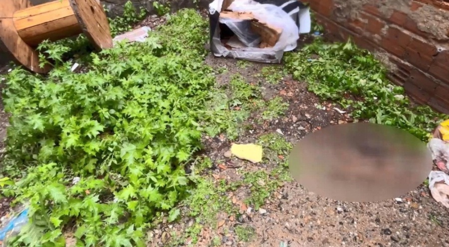 3 yavru kedi öldürülmüş halde bulundu