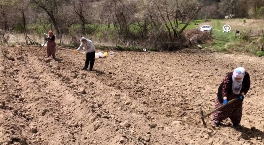 'Başçiftlik beyazı' adıyla tescillenen patatesin ekimine başlandı
