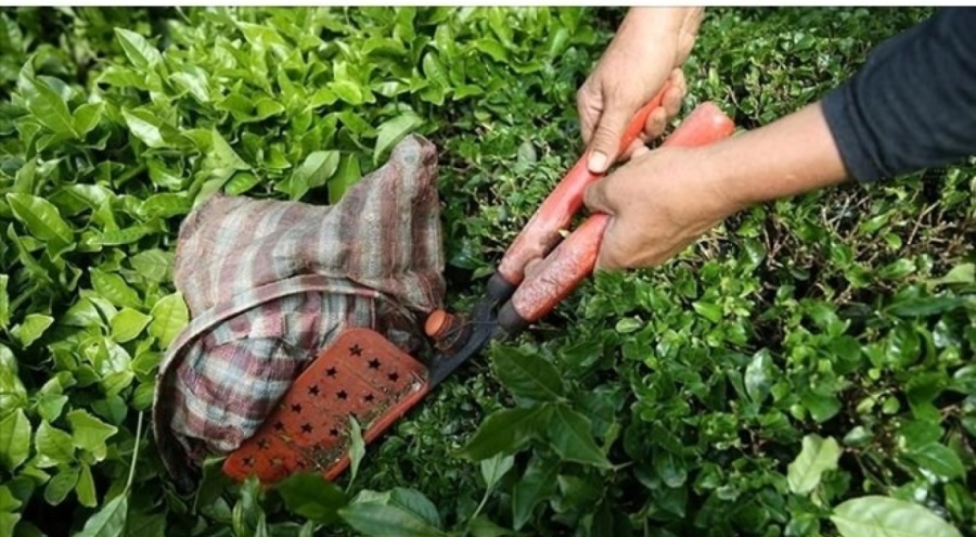 Türkiye'nin çay ihracatı ilk çeyrekte arttı