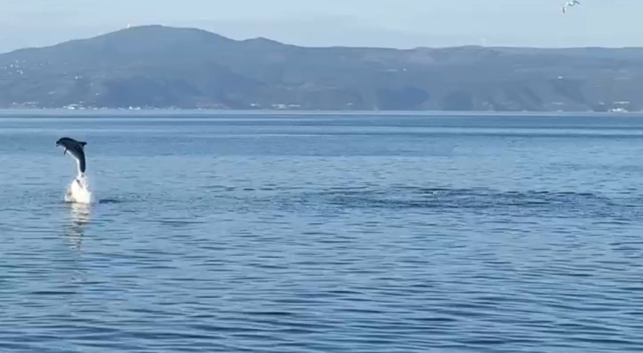 Mudanya'da yunuslardan görsel şov