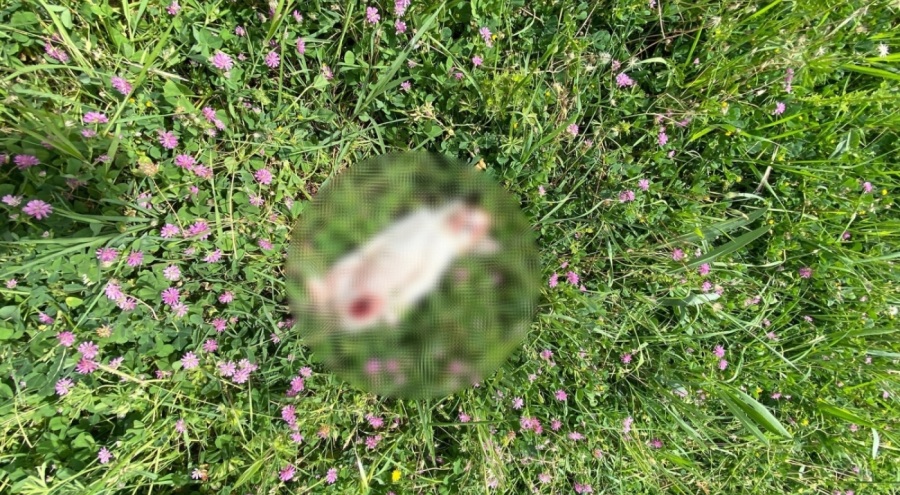 Bursa'da 7 kedi parçalanmış halde bulundu