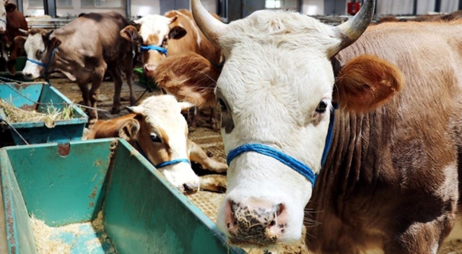 Kurbanlık fiyatları geçtiğimiz yıla göre yüzde 100 arttı