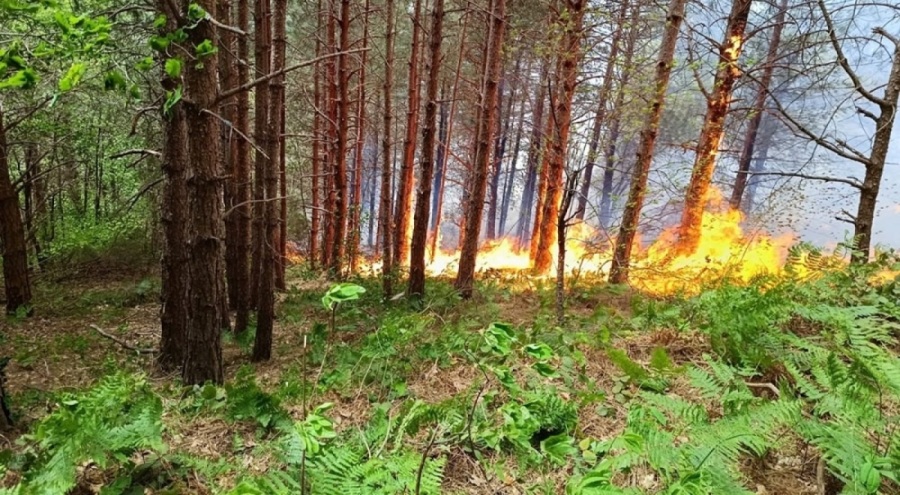 Kastamonu'da orman yangını