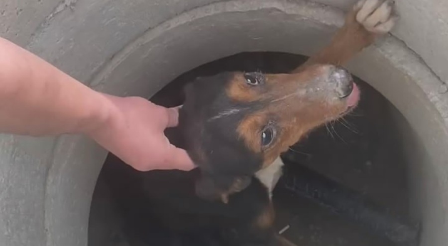 Bursa'da rögara düşen köpek böyle kurtarıldı!