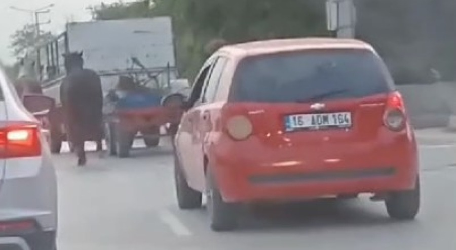 Bursa'da atlara eziyet! Kamyonetin arkasına bağladığı 4 atı böyle götürdü