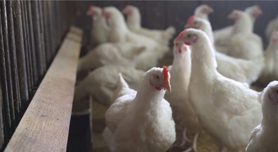Tavuk ihracatına yasak gelecek