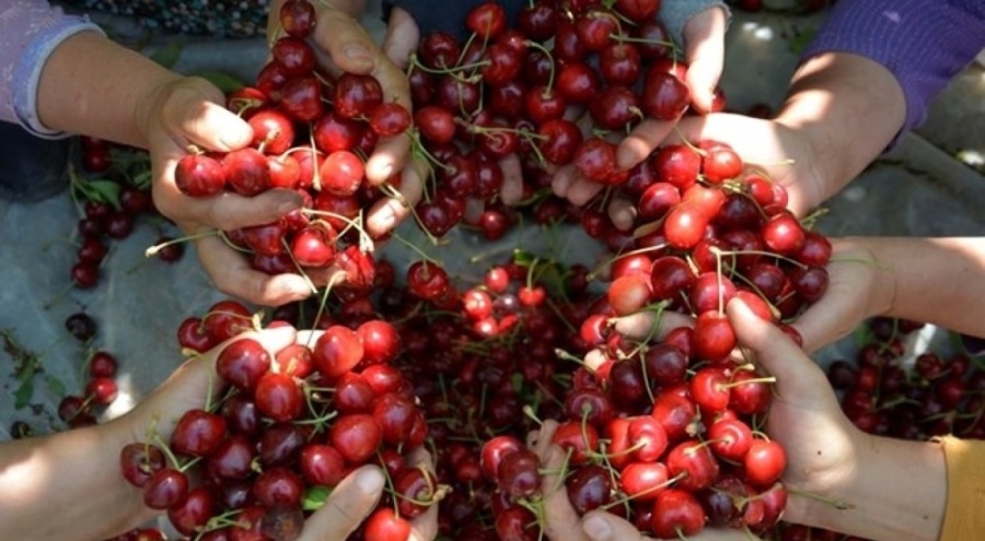 Demirci kirazı coğrafi işaret olarak tescillendi