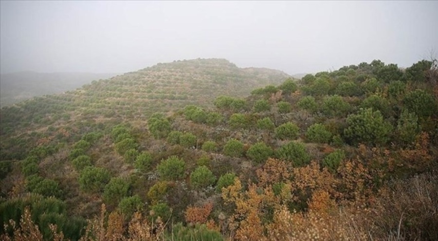 Hatay'da ormanlara girişler yasaklandı