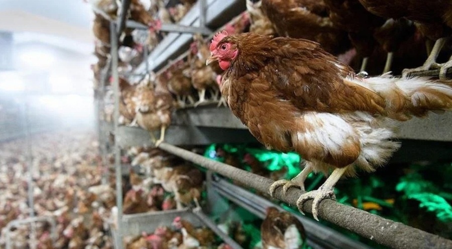 Test yapılan 5 ticari sütten birinde kuş gribi izine rastlandı