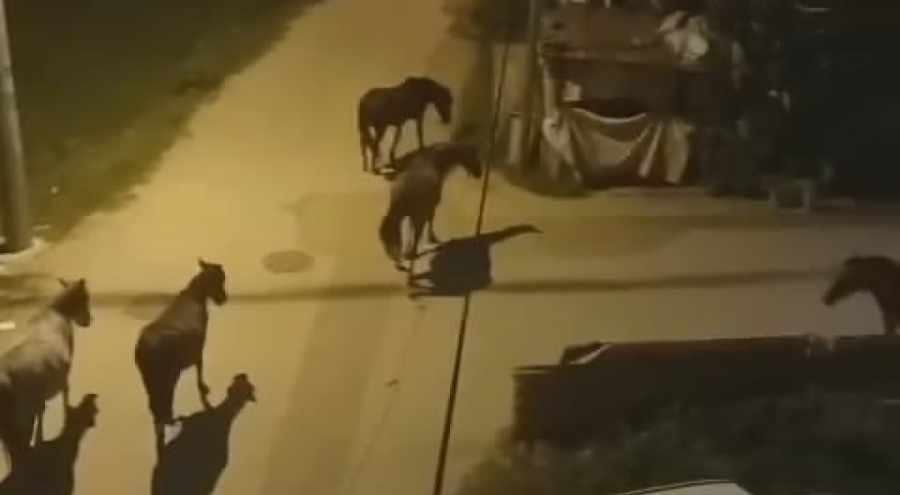 Bursa sokakları gece başıboş atlara kalıyor