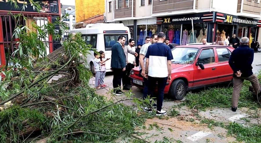 Bursa'da otomobilin üzerine ağaç devrildi