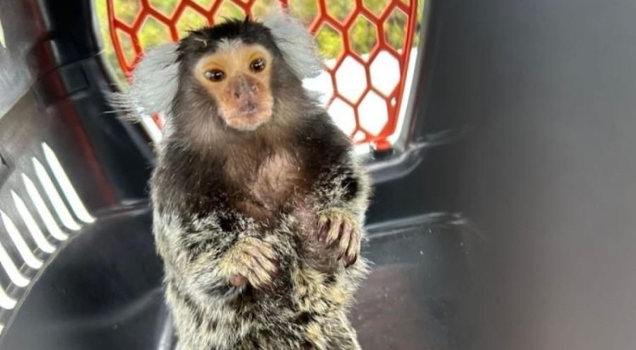 Egzotik hayvan operasyonu! 36 şüpheli yakalandı