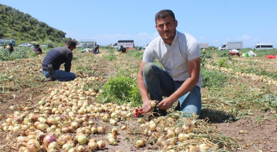 Hatay'da mevsimlik işçilerin günlük yevmiyesi açıklandı