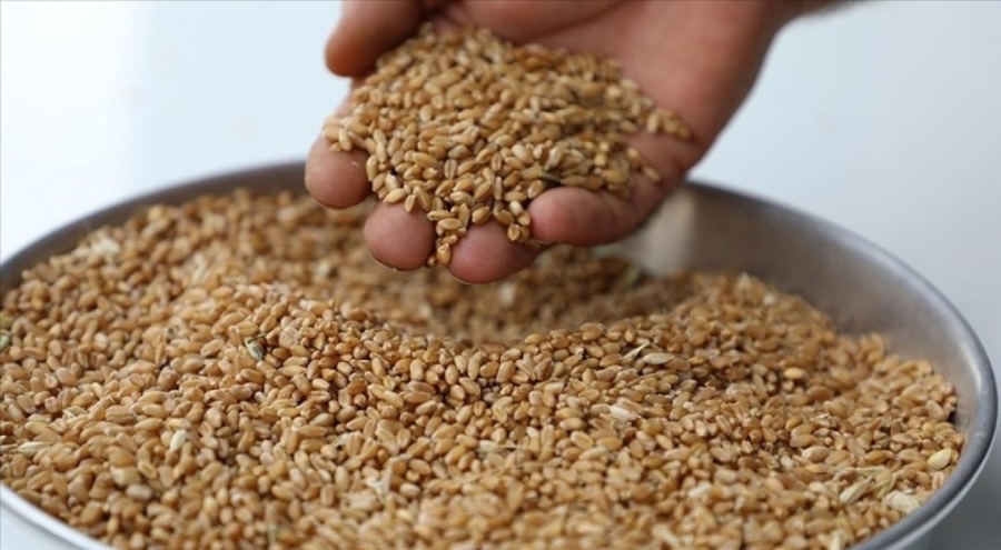 Sezonun ilk hasat edilen buğdayı Gaziantep Ticaret Borsasında işlem gördü