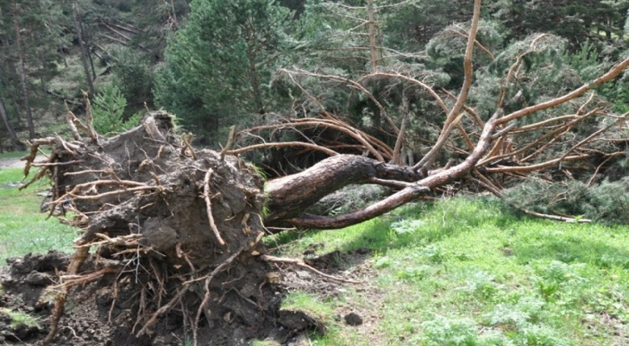 Sivas'ta hortum ağaçları devirdi