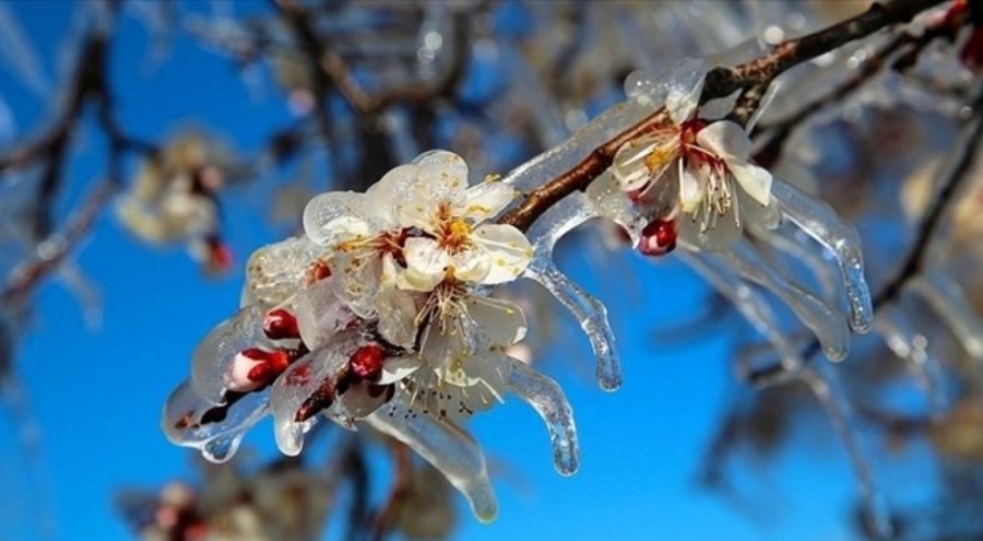 Meteoroloji'den zirai don uyarısı geldi