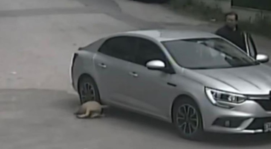Vicdansızlığın böylesi! Köpeği ezdi, sadece baktı ve kaçtı