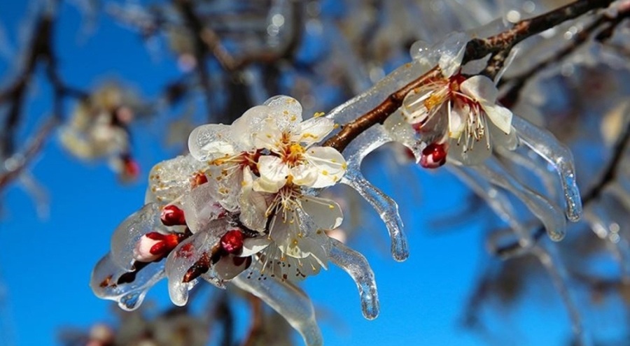 Samsun'da zirai don uyarısı