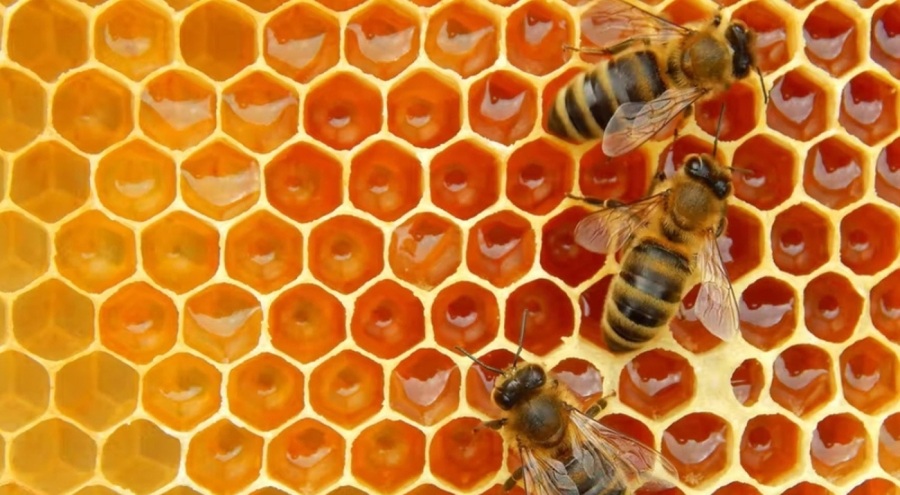 Bakan duyurdu: Türkiye Arıcılık Haritası güncellendi