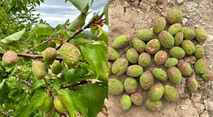 Elazığ'da kayısıyı bu sene de dolu vurdu