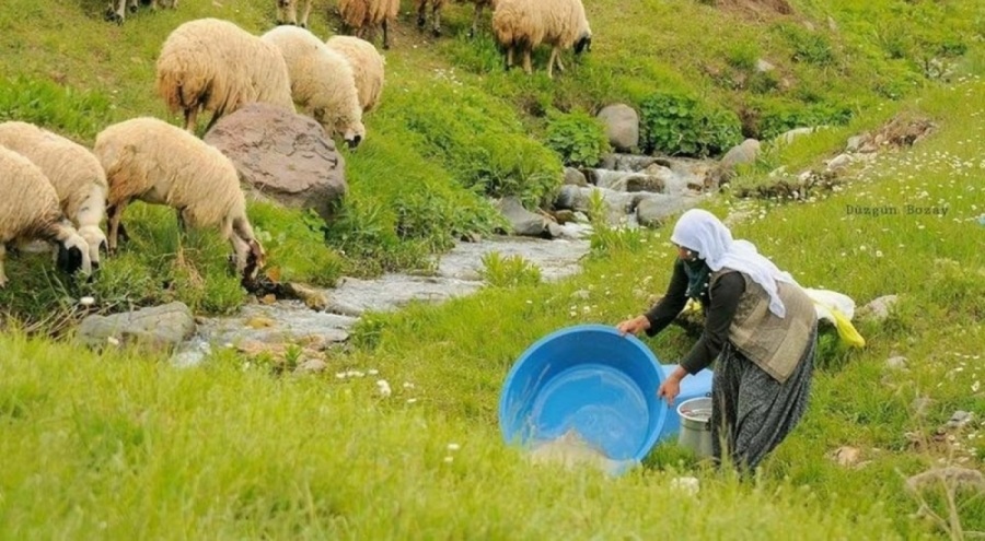 100 bin lira maaşla çalıştıracak çoban bulamıyorlar