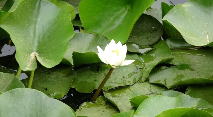 Bu çiçeği sakın koparmayın! Cezası cep yakıyor