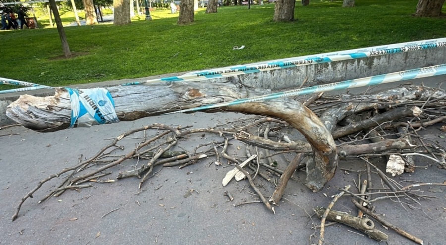 İstanbul Gezi Parkı'nda akılalmaz olay: Başına ağaç dalı düşen kadın yaralandı