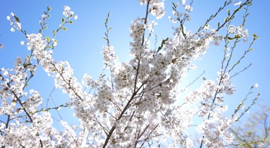 Kanada'da kiraz çiçeği mevsimi