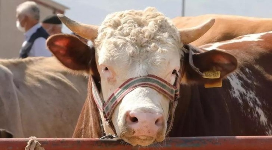 2024 kurban kesim bedeli ne kadar? Diyanet açıkladı