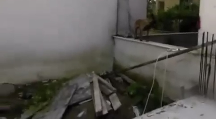 Bursa'da sokak köpekleri çocukları ısırmıştı! Yeni görüntüler ortaya çıktı