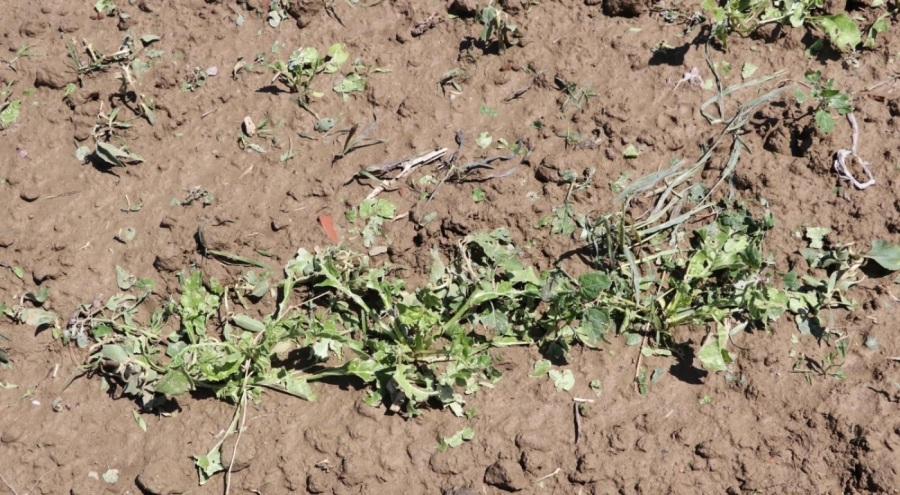 Dolu bin 500 dekar ekili arazide zarara yol açtı