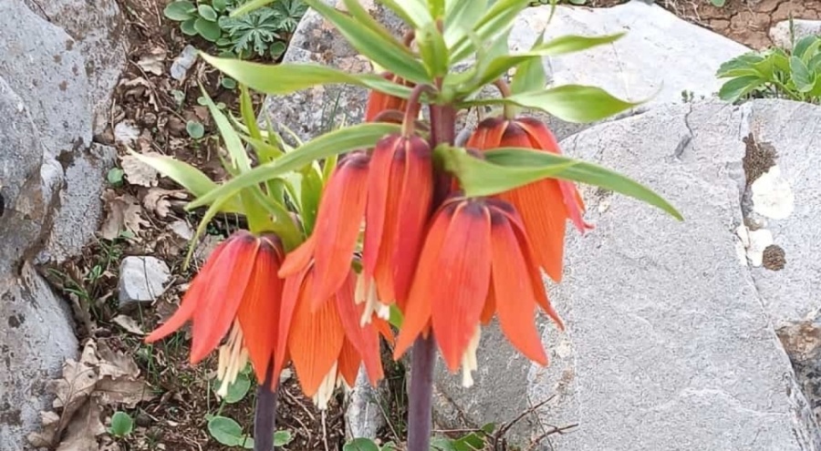 Bu iki çiçeği koparan yandı: Cezası yarım milyon lira