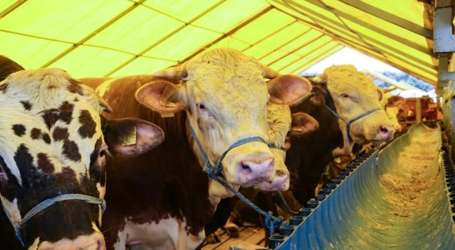 Bakan Yumaklı'dan 'kurbanlık fiyatları' açıklaması