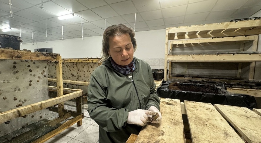 Trabzon'da salyangoz üretimi yapan çiftlik hizmete girdi